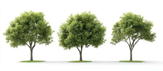 Obraz premium green tree isolated on white