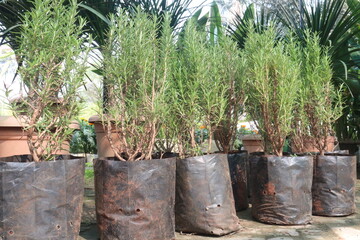 Rosemary leaf plant on pot