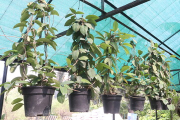 Hoya carnosa leaf plant on hanging pot in farm