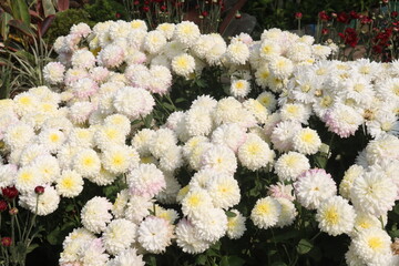 Chrysanthemum flower on farm for harvest