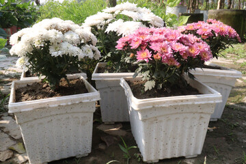 Chrysanthemum flower on farm for harvest