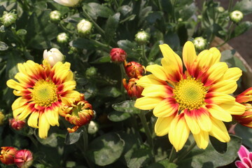 Chrysanthemum flower on farm for harvest