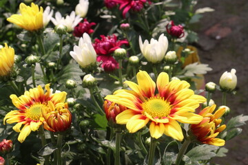 Chrysanthemum flower on farm for harvest