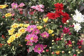Chrysanthemum flower on farm for harvest