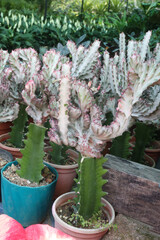 Euphorbia lactea cactus leaf plant on pot
