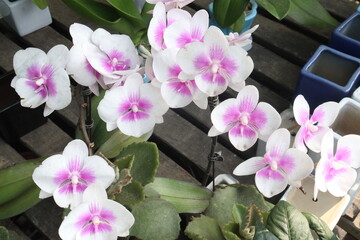 Phalaenopsis schilleriana orchid flower plant on nursery