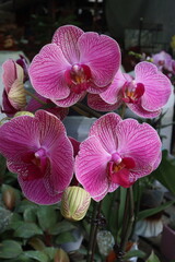 Phalaenopsis schilleriana orchid flower plant on nursery
