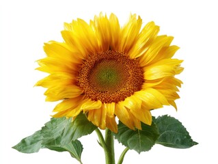 Fototapeta premium Vibrant sunflower blooming against a clean white background
