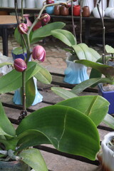 Phalaenopsis schilleriana orchid flower plant on nursery