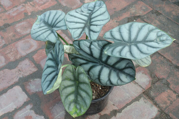 Alocasia Silver Dragon leaf plant on pot