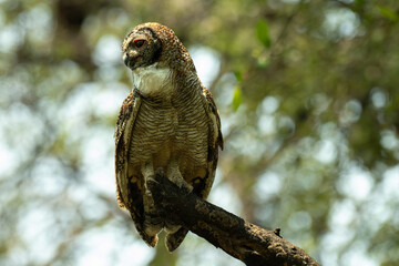 A Mottled owl perched on a tree branch in a forest. Detailed close up of a wild nocturnal bird in its natural habitat with a blurred green background.