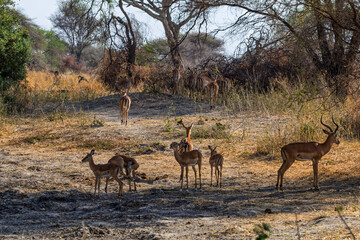 Naklejka premium Tarangire National Park, Tanzania: Impala Herd in the African Bush