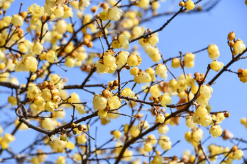 ロウバイ「ソシンロウバイ」　Wintersweet 'Soshin'

