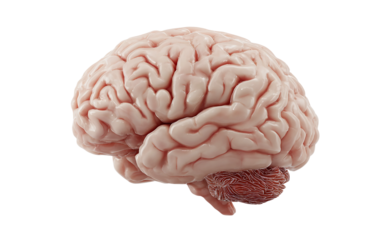 Detailed brain illustration emphasizing cerebral folds, surface detail, and educational study isolated on transparent background PNG