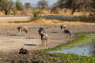 Naklejka premium Tarangire National Park, Tanzania: Wildebeest, Warthog, and Marabou Stork at a Waterhole in the Dry Season