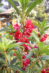 Impatiens balsamina flower plant on bag