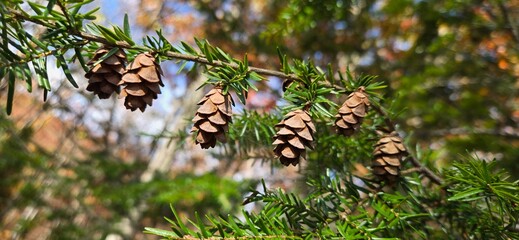 Tiny pinecones up close 