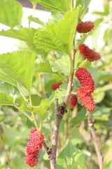 Mulberry on tree in farm for harvest