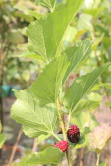 Mulberry on tree in farm for harvest