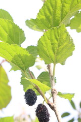 Mulberry on tree in farm for harvest