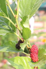 Mulberry on tree in farm for harvest