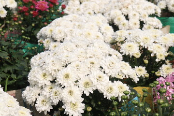 Chrysanthemum flower on farm for harvest