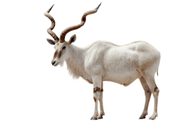 Realistic addax antelope captured on white background ideal for nature illustrations and educational use isolated on transparent background PNG