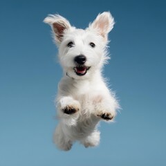 highly realistic photo of a small white dog jumping high in the air, isolated against a pure blue sky, clean minimal background, sharp focus, dynamic pose, joyful and lighthearted mood, professional