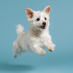 highly realistic photo of a small white dog jumping high in the air, isolated against a pure blue sky, clean minimal background, sharp focus, dynamic pose, joyful and lighthearted mood, professional