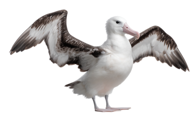 Wide albatross wings semi open presenting airy movement wildlife beauty and peaceful natural concept isolated on transparent background PNG