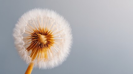 Dandelion Clock Seed Head: A close-up shot of a delicate dandelion clock seed head, showcasing its intricate structure and airy lightness against a soft backdrop.