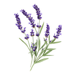 Naklejka premium A delicate bunch of purple lavender flowers with green stems isolated on black