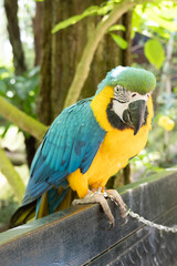 Beautiful macaws (ara ararauna) with vibrant, colorful feathers. Side view.