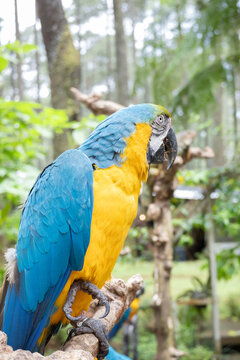 Beautiful macaws (ara ararauna) with vibrant, colorful feathers. Side view.