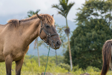 Obraz premium Brown Horse with Halter in a Lush Green Field with Trees and Mountains in the Background.