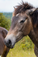 Fototapeta premium Close-up Portrait of a Wild Horse with a Textured Mane in a Natural Outdoor Setting.
