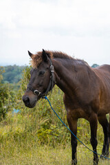 Obraz premium Majestic Brown Horse Standing Gracefully in a Lush Green Field on a Bright Day.