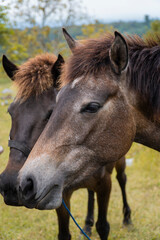 Obraz premium Two beautiful horses standing together in a field on a sunny day.