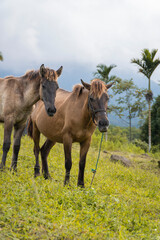 Two brown horses grazing on a lush green hillside with palm trees in the background under a cloudy sky.