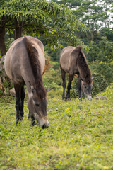 Two Wild Horses Grazing Peacefully in a Lush Green Meadow with Trees in the Background.