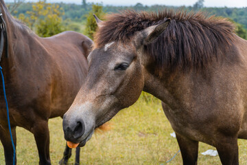 Obraz premium Two Wild Horses Grazing Peacefully in a Serene Natural Pasture.