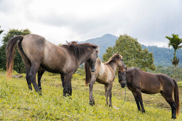 Obraz premium Wild Horses Grazing on a Green Hillside with Mountains in the Background.