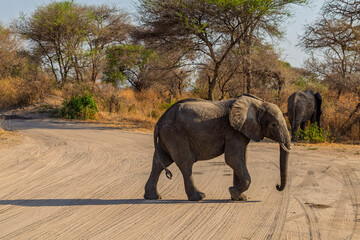 Fototapeta premium Tarangire National Park, Tanzania: African Elephants Crossing a Dirt Road in the Dry Season