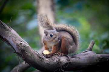 Fototapeta premium A close-up of a squirrel at the Gifu Zoo in Japan.