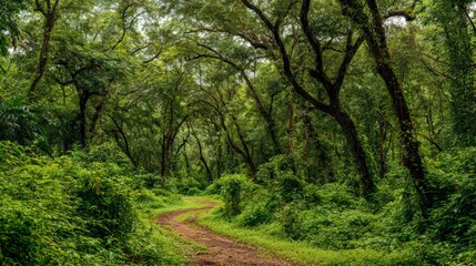 Fototapeta premium Lush Green Forest Trail with Abundant Foliage, Inviting Path for Outdoor Adventure and Exploration