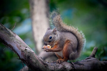 Obraz premium A close-up of a squirrel at the Gifu Zoo in Japan.