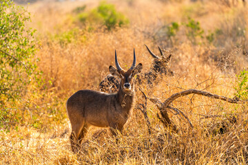 Fototapeta premium Tarangire National Park, Tanzania: Waterbuck Portrait in the Golden Savanna
