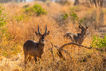 Fototapeta premium Tarangire National Park, Tanzania: Waterbuck in Golden Light, Dry Season Safari