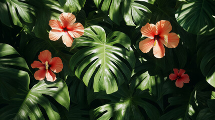 Tropical Hibiscus Flowers with Lush Green Leaves