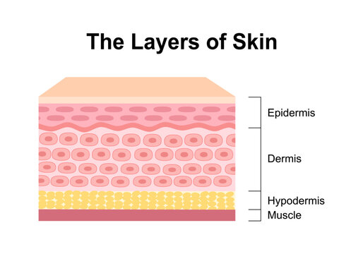 Normal Human Skin Layers physical structure of skin anatomy medical diagram. Health dermatology vector.
